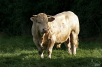 Taureau - Male Cow