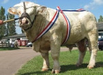 Taureau champion - Male Cow (2 years)