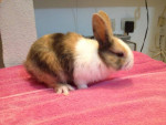 alessandro - Male Big rabbit (2 years)