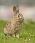 lapin de garenne - Rabbit (1 year)