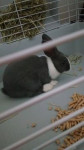 Oreo - Rabbit (6 months)