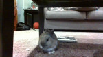 Jack - Male Rabbit (11 months)