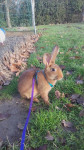 Ohana - Rabbit (8 months)